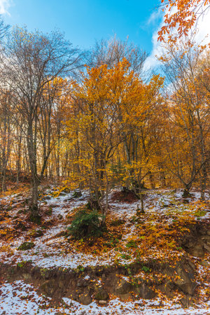 Yellow autumn trees in the snowの写真素材