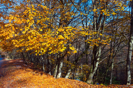 Yellow autumn trees by the roadの写真素材