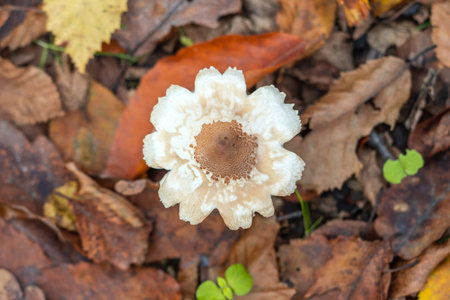 Macrolepiota procera mushrooms in the autumn forestの写真素材