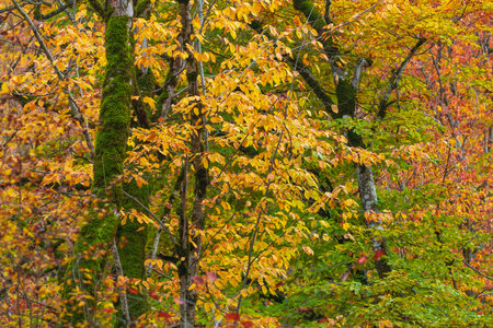yellow autumn forest in europeの写真素材