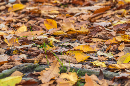 Fallen dry autumn leaves backgroundの写真素材