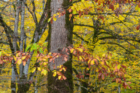 yellow autumn forest in europeの写真素材