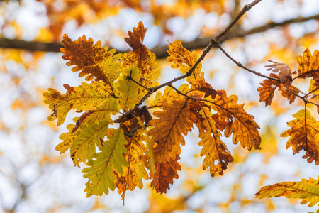 Close up of a beautiful oak leaves branch in bright autumn colors on blurred background, floral nature concept for fall season theme holidaysの写真素材