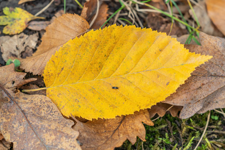 yellow autumn leaf close upの写真素材