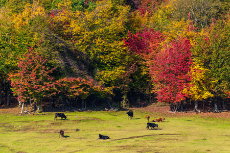 Herd of cows grazing at the edge of autumn forestの写真素材