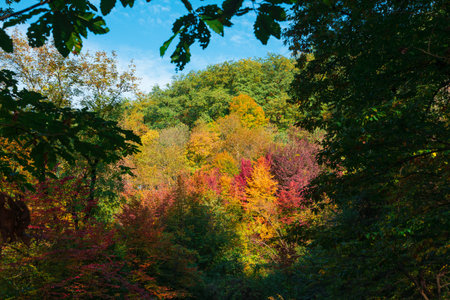 Colorful autumn mountain forest sceneryの写真素材
