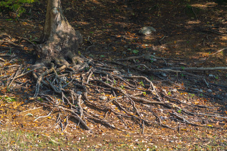 Curly branched roots of an old treeの写真素材