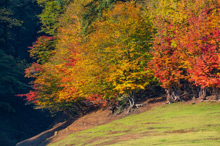 Parrotia persica trees at autumn seasonの写真素材