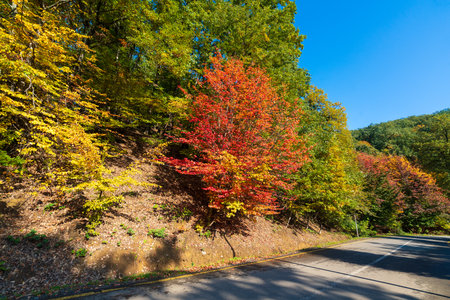 Asphalt road in colorful autumn forestの写真素材