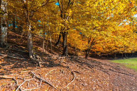 Colorful autumn mountain forest sceneryの写真素材