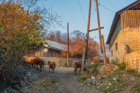Cows on a village streetの写真素材