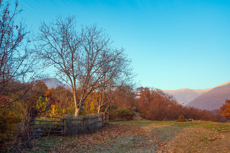 Wattle fence in the villageの写真素材