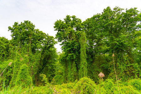 Dense impassable green jungleの写真素材