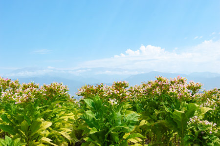 Tobacco plantations in the foothillsの写真素材