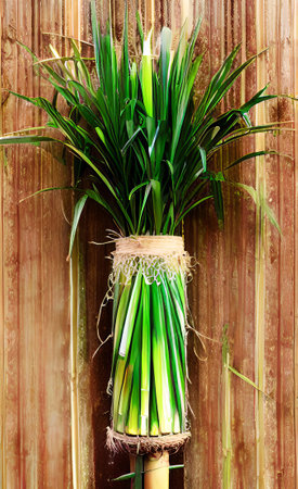 bamboo bouquet on wooden wall background with copy space for textの素材