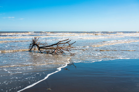 Wonderful driftwood on the seashoreの写真素材