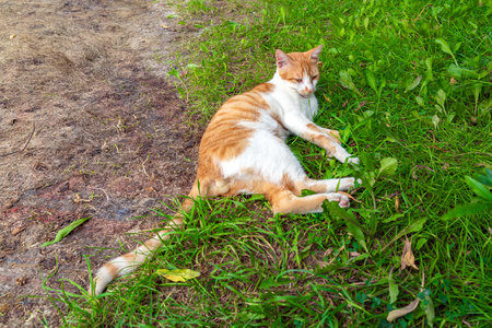 Cute domestic cat resting on the grassの写真素材
