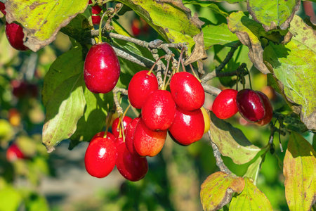 Dogwood berry on a treeの写真素材