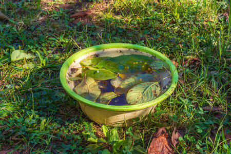 Bowl of water in the gardenの写真素材
