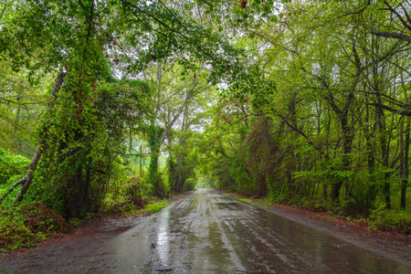 Wet asphalt road through green forest on a rainy summer dayの写真素材