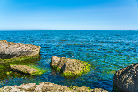Rocky seashore covered with green algaeの写真素材