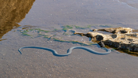 Beautiful water snake in natural habitat