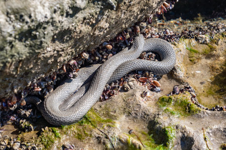 Beautiful water snake in natural habitatの写真素材