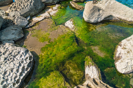 Rocky seashore covered with green algaeの写真素材