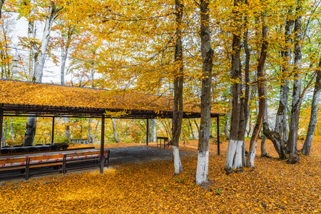 Picnic area in yellow autumn forestの写真素材