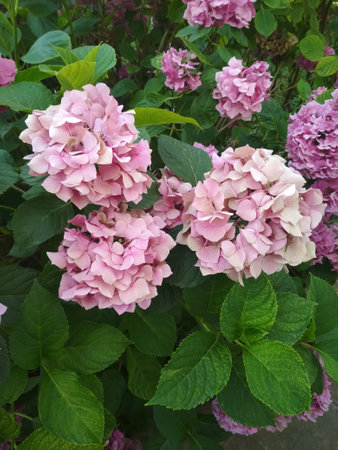 Hydrangea flowers in the gardenの写真素材