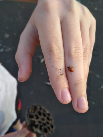 Ladybug sits on a fingerの写真素材