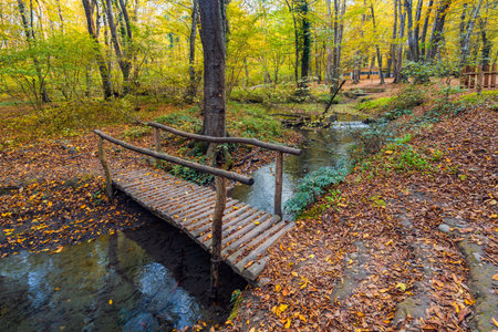Wooden bridge over a river in the forestの写真素材