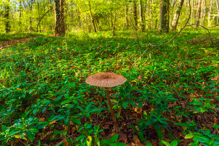 Macrolepiota procera mushroom in the forestの写真素材