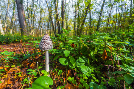 Beautiful poisonous Coprinopsis Picacea, Magpie fungus mushroom in forestの写真素材