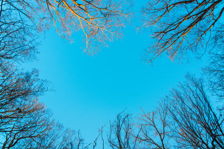 Trees without leaves on a background of blue sky in winter.の写真素材