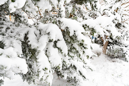 Fir tree branches covered with snow in winter. Winter landscape.の写真素材