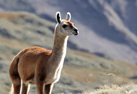 Guanaco in natural habitatの素材