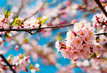 Blooming fruit tree at spring in the gardenの素材