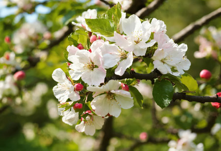 Blooming fruit tree at spring in the gardenの素材