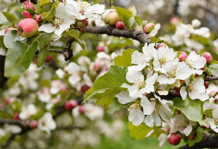 Blooming fruit tree at spring in the gardenの素材
