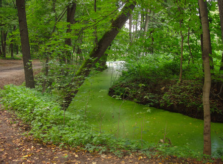 Green forest with a river in the middle of the green forest.の写真素材
