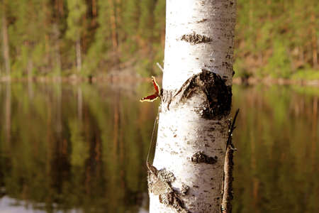 butterflyの写真素材