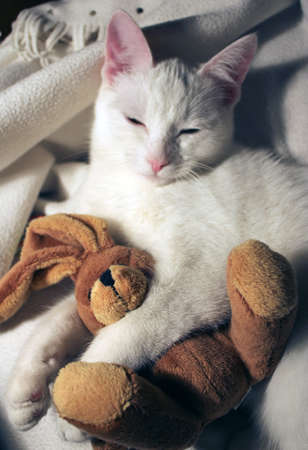 little white fluffy cat hugging a teddy rabbitの写真素材