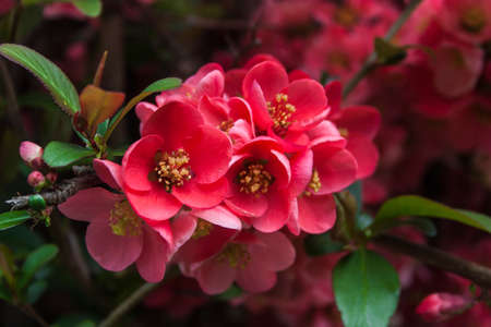 Pink flowers