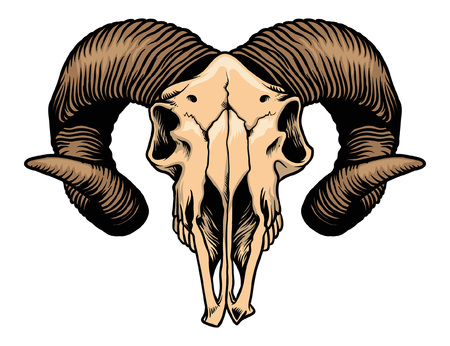 Hand drawing of ram goat skull.のイラスト素材