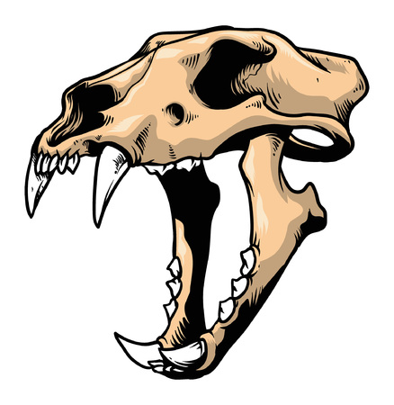 Hand drawing of skull of tigerのイラスト素材