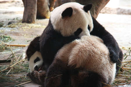 Pandas are fighting on the groundの写真素材