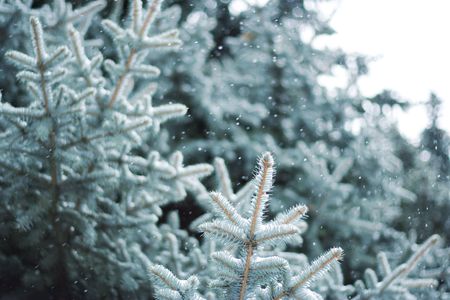 A close-up of a blue spruce branches under the snow.の写真素材