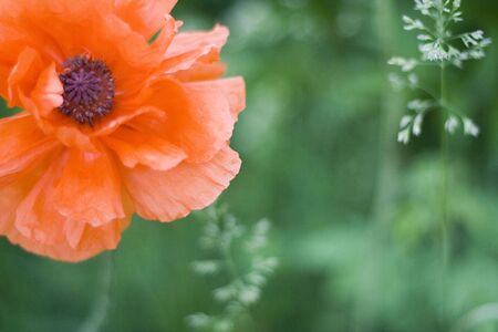 A close-up picture of a red poppy on the wind.の写真素材