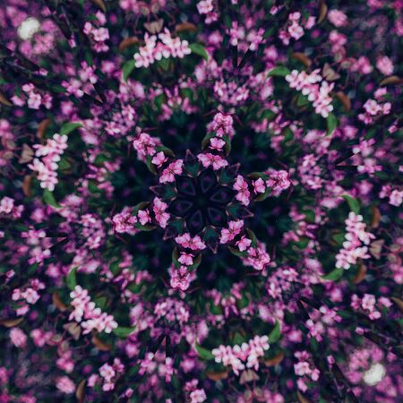 Abstract floral background, pink flowers with kaleidoscope effectの写真素材